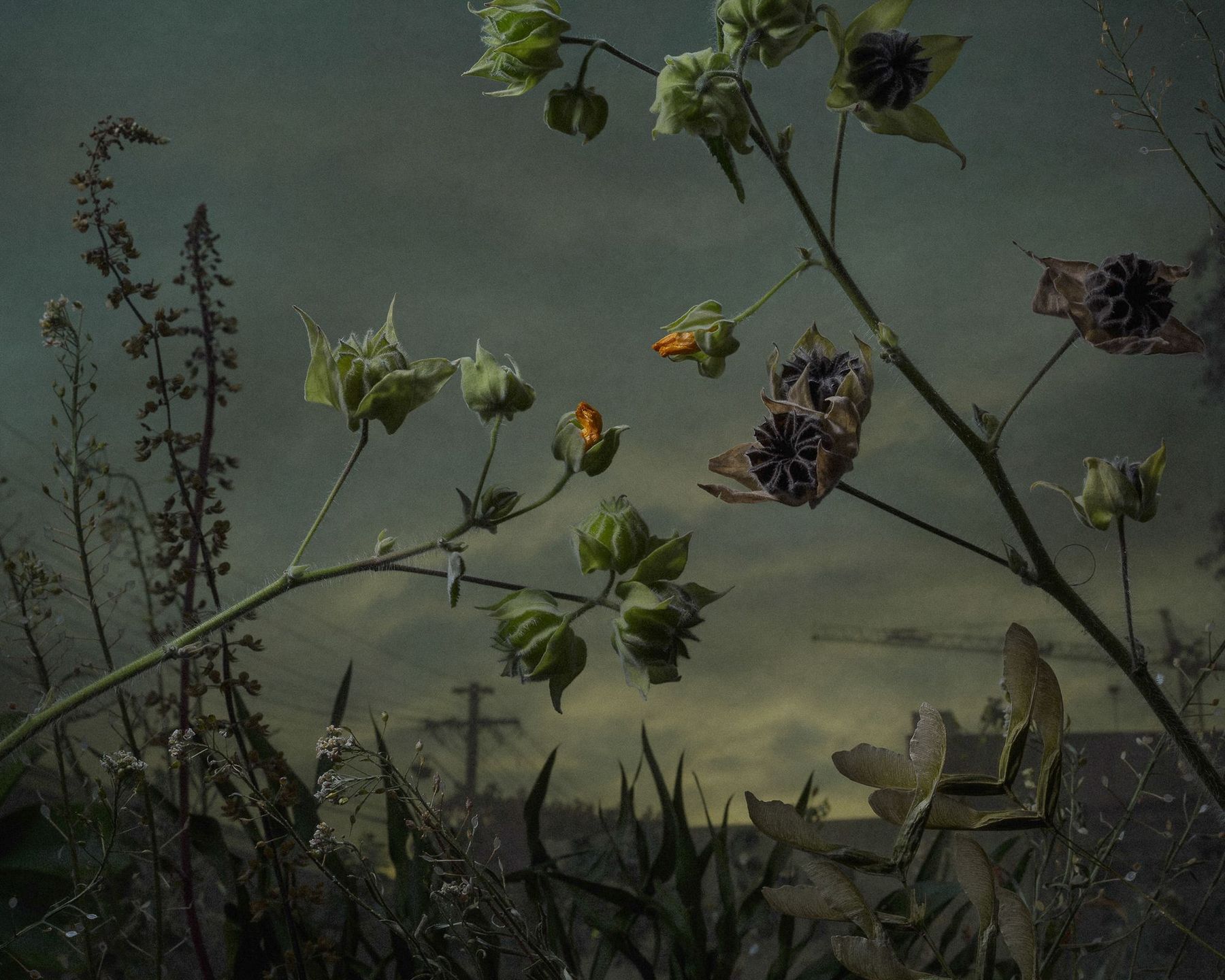 Dwóch Polaków wśród zwycięzców prestiżowego konkursu Magnum Photography Awards 2017 54