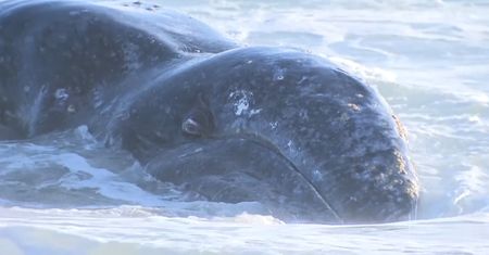 Truchło gigantycznego walenia. Odkrycie na plaży w USA