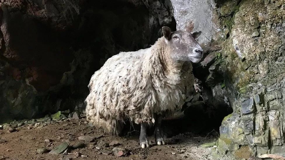 Najbardziej samotna owca uratowana. Dwa lata więzienia pod klifem w Szkocji