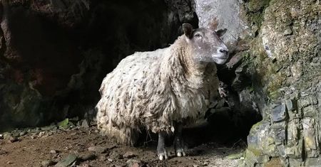 Najbardziej samotna owca uratowana. Dwa lata więzienia pod klifem w Szkocji