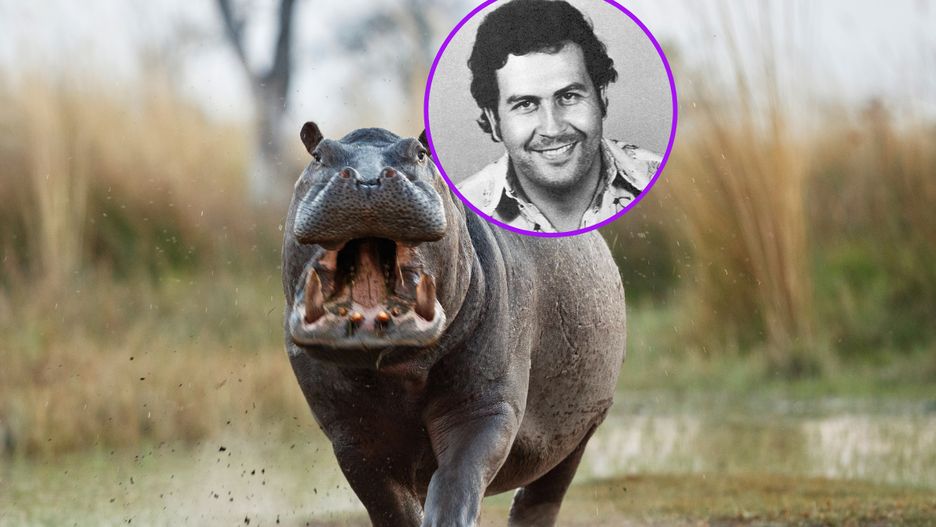 Kokainowe hipopotamy Pablo Escobara problemem Kolumbii