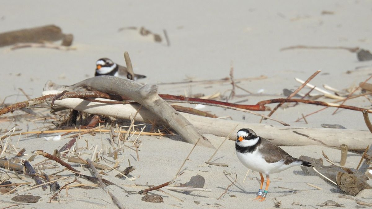 Sieweczki obrożne żyją nad Bałtykiem.