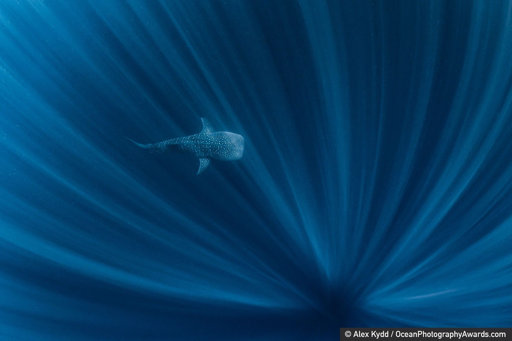 Najpiękniejsze zdjęcia oceaniczne, jakie zobaczysz. Aż nie chce się wierzyć, że są prawdziwe 9