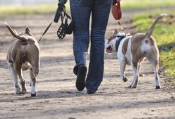 Przemyśl. Nie żyje 12-latek pogryziony przez psy. Zmiana w śledztwie. Nowe informacje