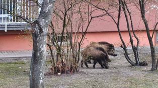 Dziki na ul. Zakole w Koninie. To już kolejny taki przypadek