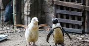Wielkie zwycięstwo Kokosanki. Podbiła serca gości zoo i internautów