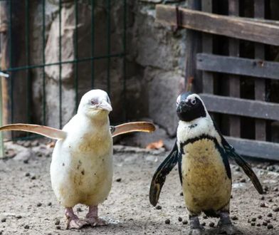 Wielkie zwycięstwo Kokosanki. Podbiła serca gości zoo i internautów