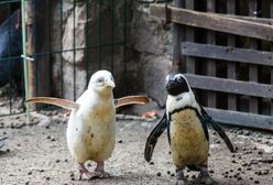 Wielkie zwycięstwo Kokosanki. Podbiła serca gości zoo i internautów