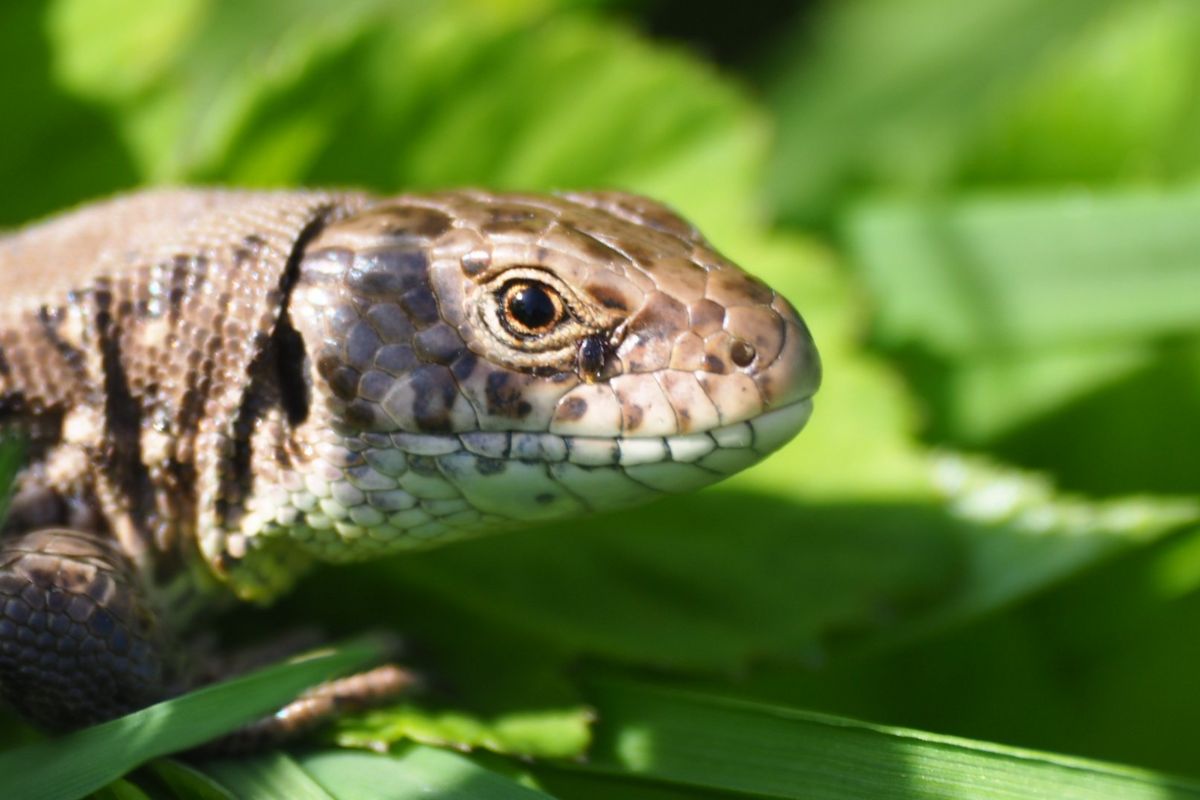 Zwinka z wbitym kleszczem