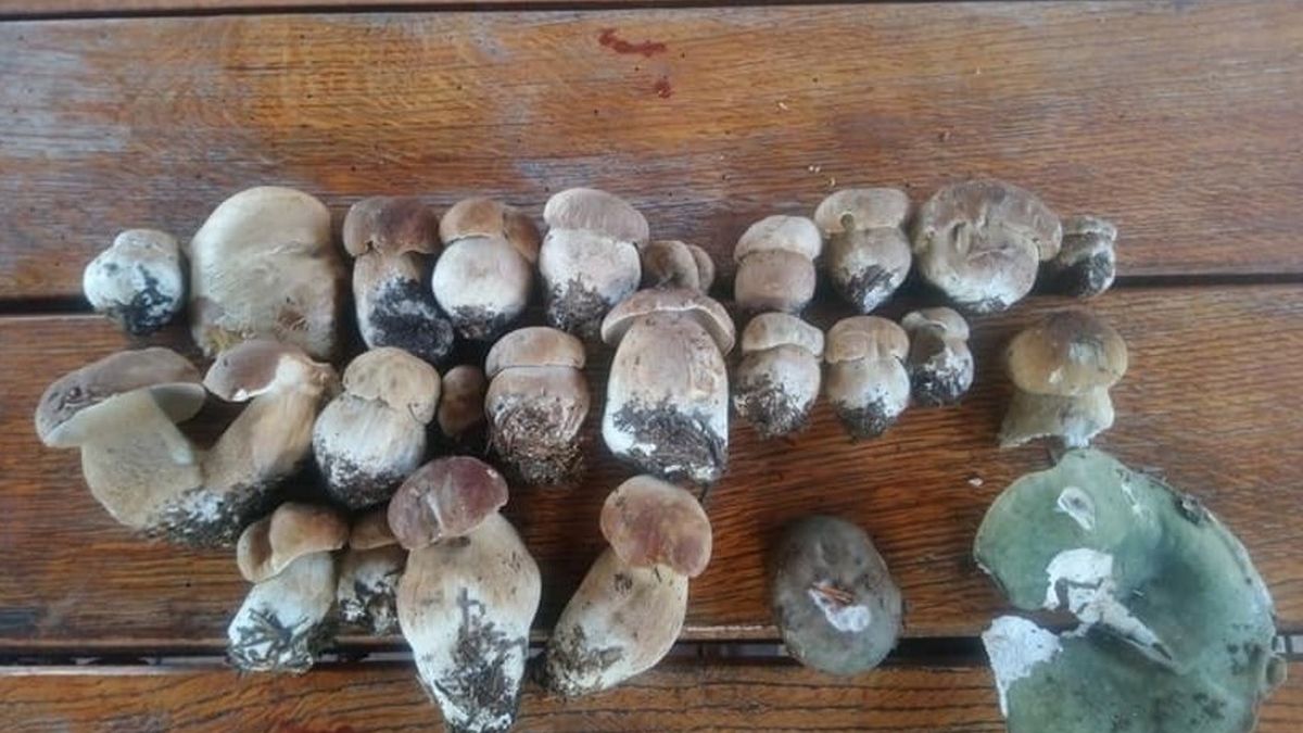 Grzyby zebrane na Podkarpaciu.