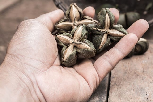 Czy peruwiańskie gwiazdki będą kolejnym super produktem?