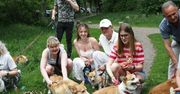 Psy rasowe corgi i ich właściciele spotykają się na spacerach po łódzkim parku. Widok tak licznych psów pasterskich robi wrażenie.