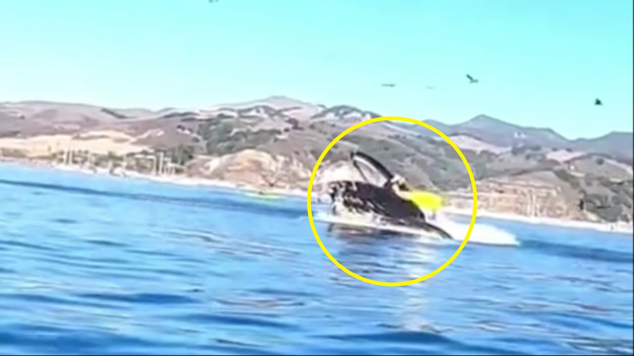 Kobieta nagrała jak "zjada" ją wieloryb. Wszystko widać na filmie