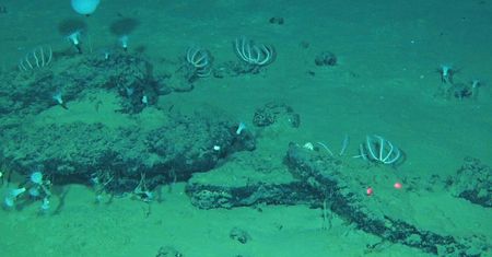 Cmentarzysko na dnie oceanu. Największe i najgłębsze. Badacze: 5 mln lat