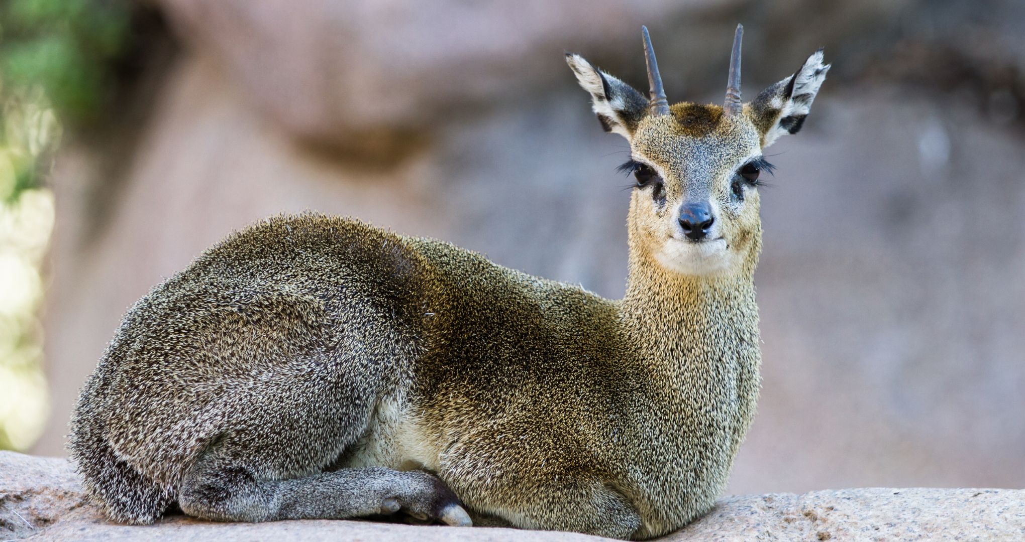 Dikdik – miniaturowa antylopa o wielkich oczach