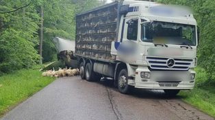 Ostróda: Naczepa z drobiem wylądowała w rowie. Utrudnienia na drodze wojewódzkiej nr 530