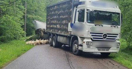 Ostróda: Naczepa z drobiem wylądowała w rowie. Utrudnienia na drodze wojewódzkiej nr 530