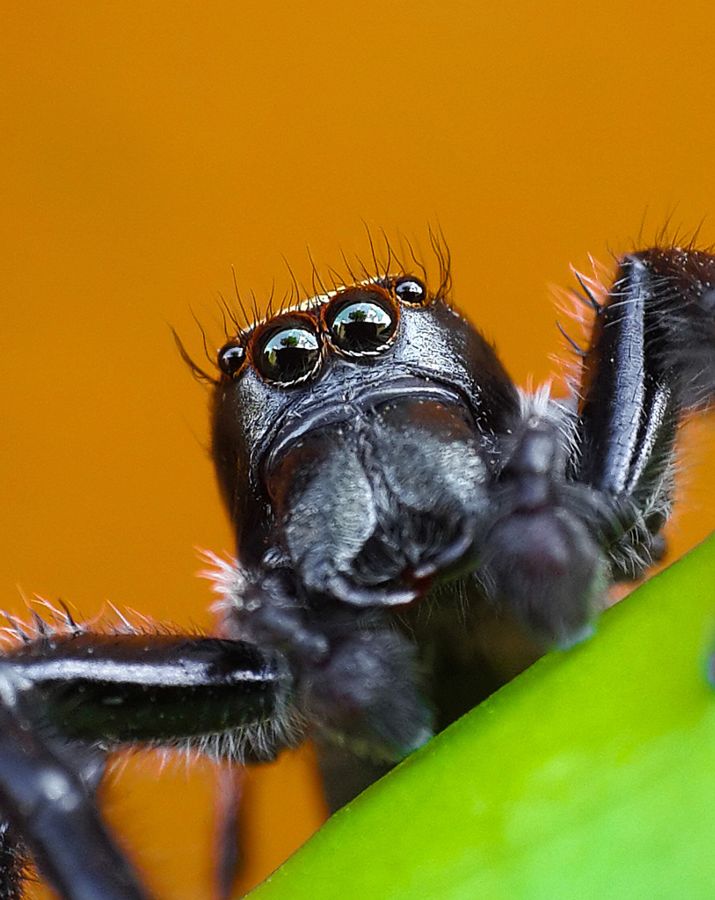 Następnie wrócił do makro używając Nikona D5100. Wtedy też natkną się w internecie na artykuł o fotografii makro wykonywanej smartfonami. Przejrzał także wszystko o wykonywanych samodzielnie zestawach do fotografii makro i wykonał swój pierwszy obiektyw, który okazał się sukcesem.