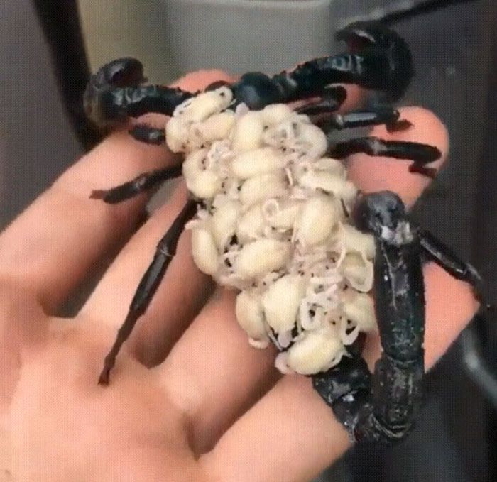 Samica skorpiona nosząca na grzbiecie młode.