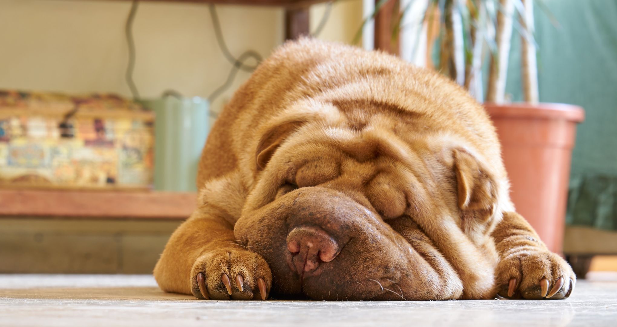 Shar pei