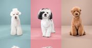 Zdjęcia psich transformacji po specjalnym japońskim strzyżeniu