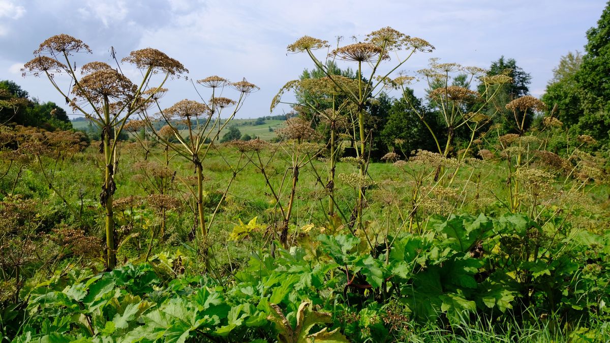 Barszcz Sosnowskiego