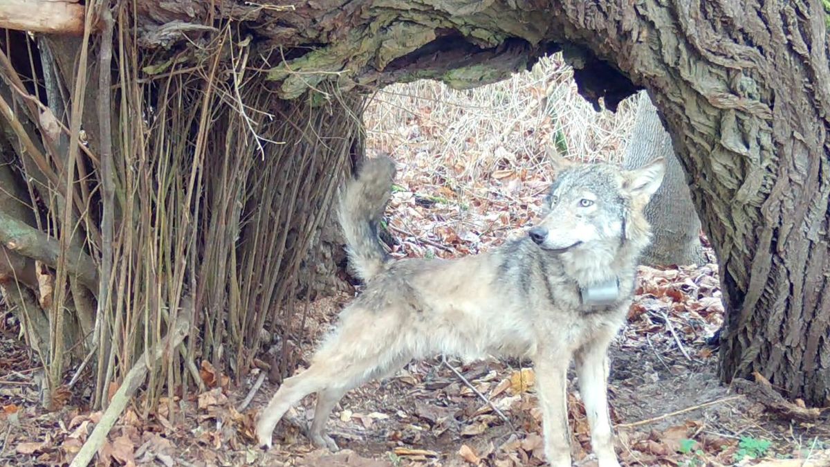 Szukają zabójców wliczycy. Wyznaczono wysoka nagrodę 