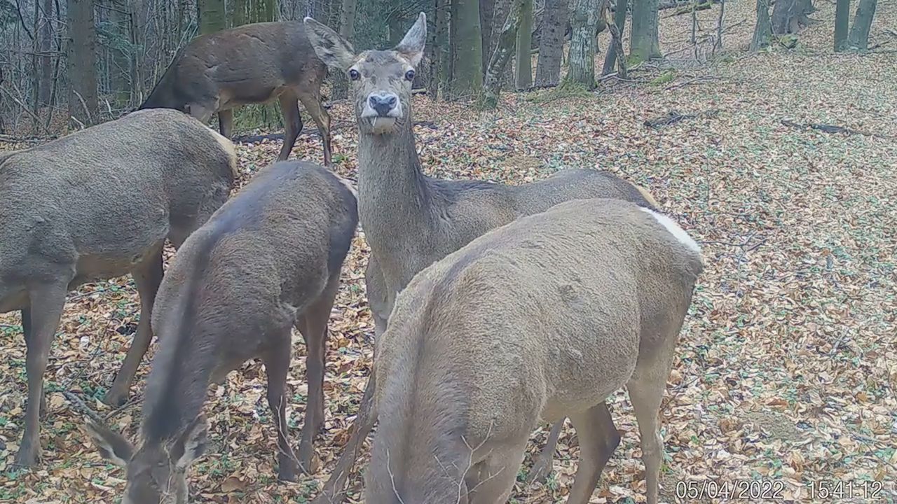 Chmara jeleni uchwycona fotopułapką. Niezwykłe nagranie z Bieszczad