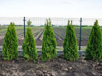 Tuje na działce. Sprawdź, jak uniknąć sąsiedzkich sporów