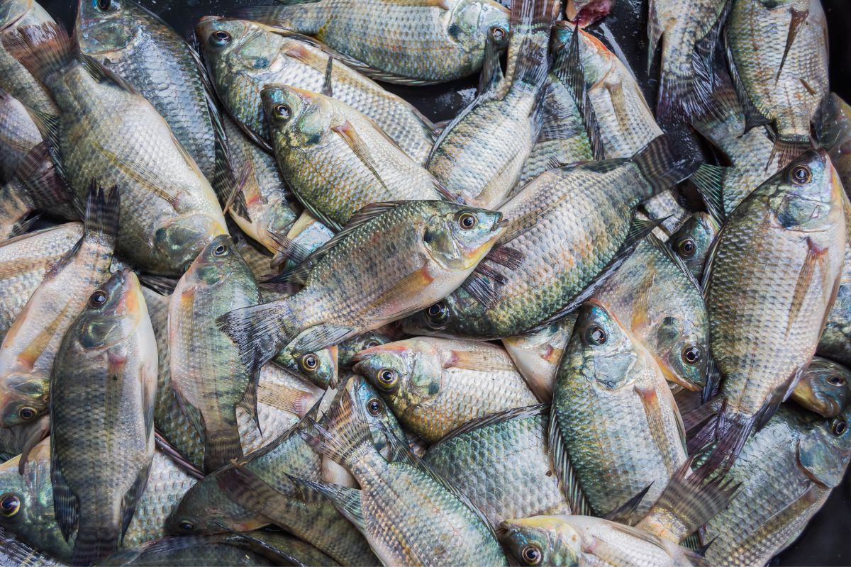 Hodowlana tilapia to bardzo niezdrowa ryba