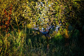 Cebula i śliwki gniją po deszczach. Ich ceny najpierw spadną, a potem będą wysokie