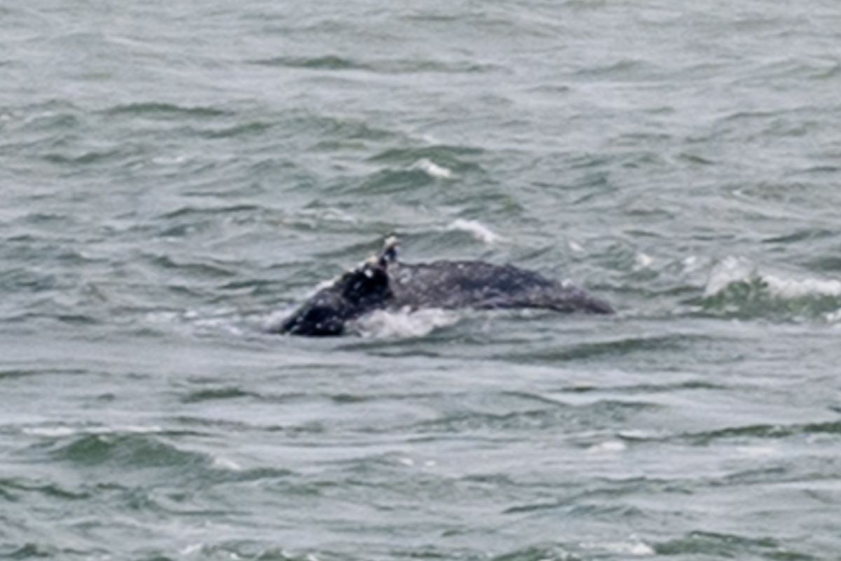 Humbak Timmy utknął w Zatoce Wismarskiej. Ratunku już nie będzie