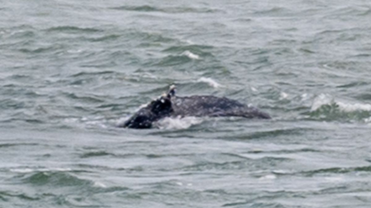 Eksperci nie widzą szans przeżycia dla humbaka Timmy'ego.