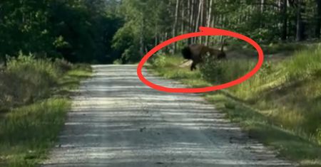 Nagle wyłonił się z zieleni. Nagranie z Puszczy Goleniowskiej