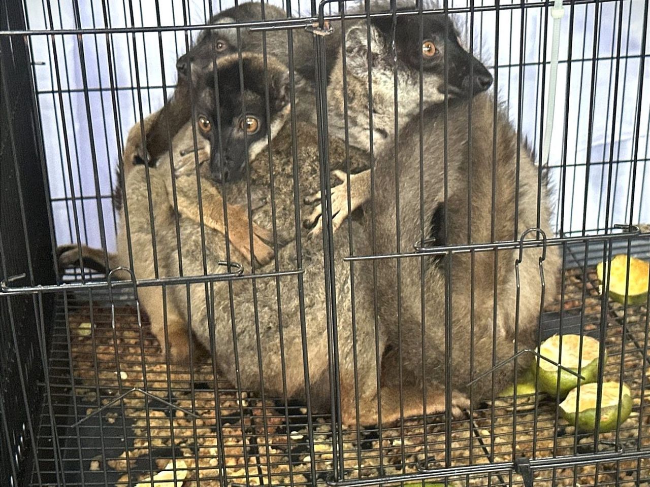 Lemurs were locked in cages.