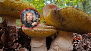 Metale ciężkie w grzybach. Te gatunki chłoną toksyny jak gąbka