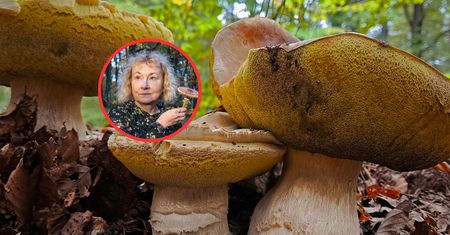Metale ciężkie w grzybach. Te gatunki chłoną toksyny jak gąbka