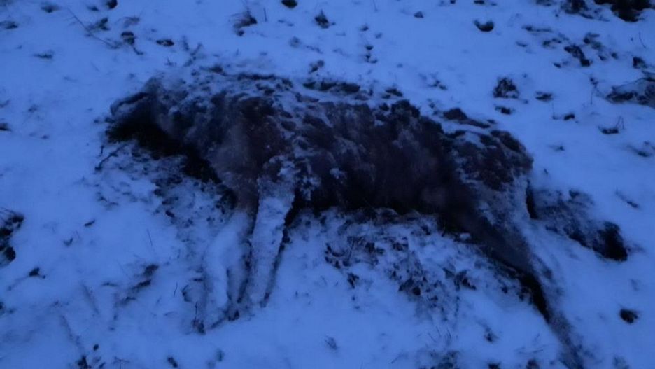 Potężny basior padł od kłów innych wilków