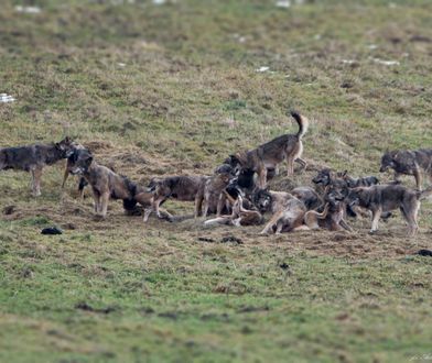 Zdjęcie 23 wilków miało być ciekawostką. Wzbudziło strach i nienawistne komentarze