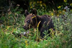 Bieszczady. "Ręce do góry, padnij, nigdy nie uciekaj", czyli co robić, gdy na szlaku stanie niedźwiedź