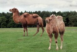 Wielbłądy zwiedzały Klagenfurt