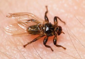 "Latające kleszcze". Lasy Państwowe ostrzegają przed groźnym owadem