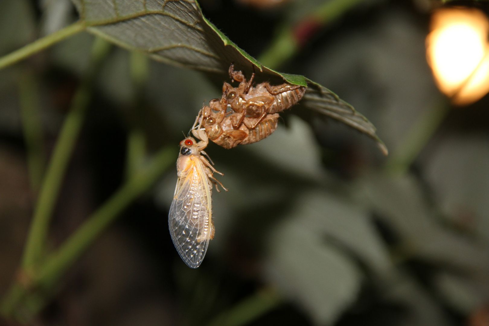 Biblijnych rozmiarów plaga dosięgnie Amerykanów