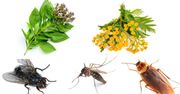 Rośliny odstraszające owady, które działają jak naturalne pestycydy