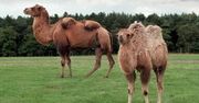 Wielbłądy zwiedzały Klagenfurt