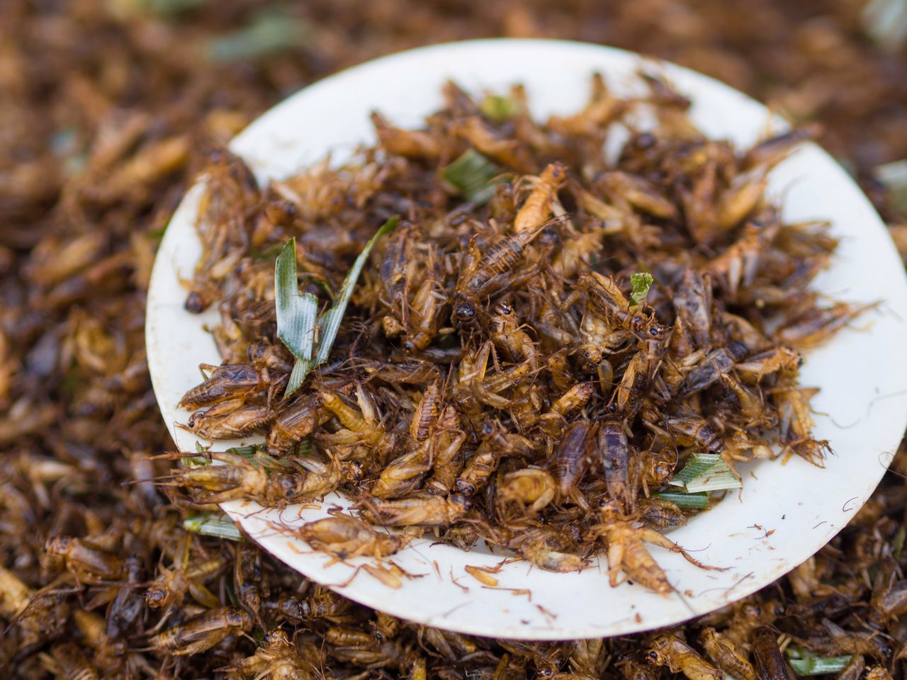 70 suszonych owadów w bochenku chleba. Jedna z największych sieci w Finlandii rozpoczęła sprzedaż