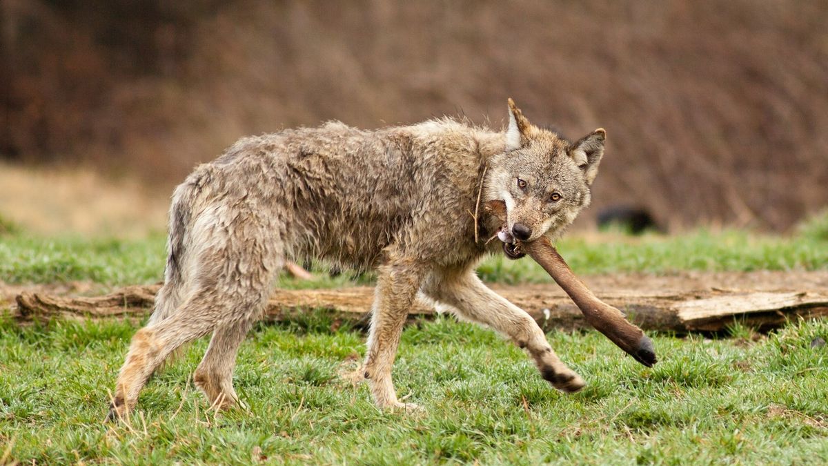 Udokumentowano 149 ataków wilków na zwierzęta gospodarskie