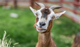Serbia: koza zjadła 20 tys. euro. Spotkała ją sroga kara