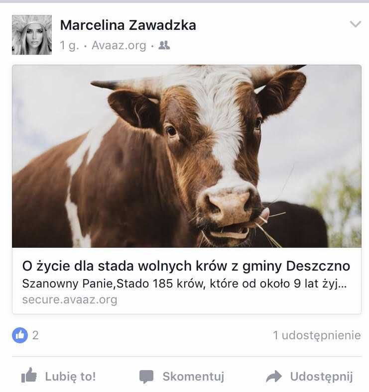 Marcelina Zawadzka - gwiazdy bronią wolnych krów