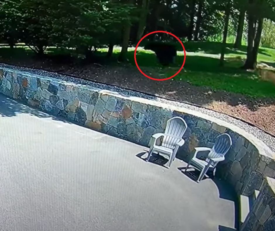 Nagranie mrozi krew w żyłach. Pies uratował dziecko przed niedźwiedziem